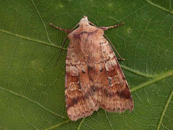Ingrailed Clay - Noctuidae - Diarsia mendica