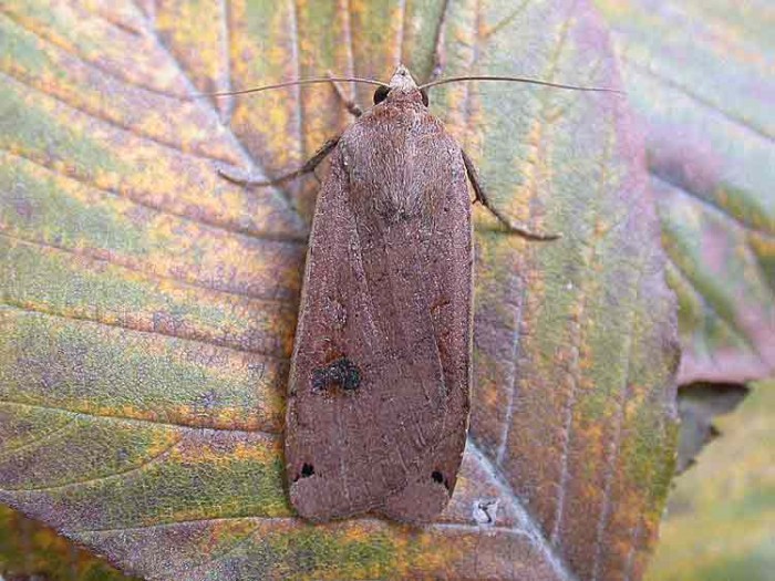 Large Yellow Underwing