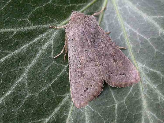Lead-coloured Drab - Noctuidae - Orthosia populeti