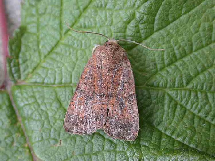 Least Yellow Underwing - Noctuidae - Noctua interjecta
