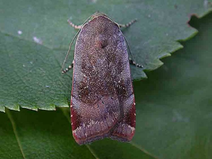 Lesser Broad-bordered Yellow Underwing - Noctuidae - Noctua janthe