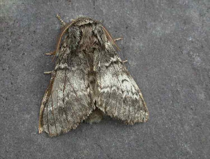 Lunar Marbled Brown - Notodontidae - Drymonia ruficornis