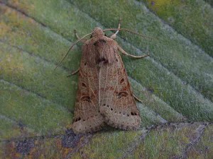 Lunar Underwing - 16th September  2006 - Melbourne - Tony Davison