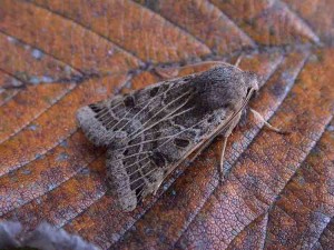 73.193 BF2270 - Lunar Underwing - Noctuidae - Anchoscelis lunosa - 23rd September 2007 - Melbourne - Tony Davison