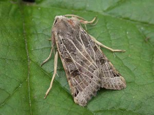 73.193 BF2270 - Lunar Underwing - Noctuidae - Anchoscelis lunosa