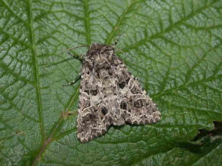 The Lychnis - Noctuidae - Hadena bicruris