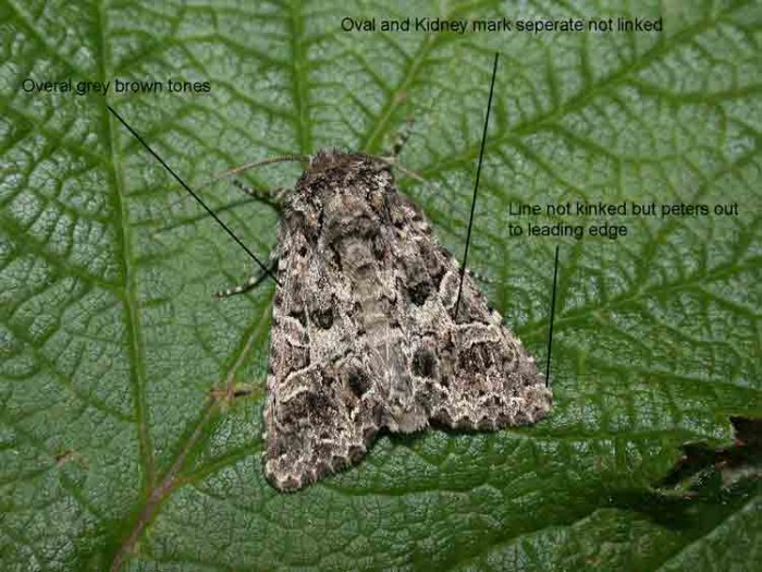 The Lychnis - Noctuidae - Hadena bicruris