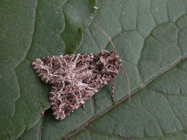The Lychnis - Noctuidae - Hadena bicruris