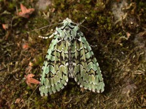 Merveille du Jour - Noctuidae - Griposia aprilina