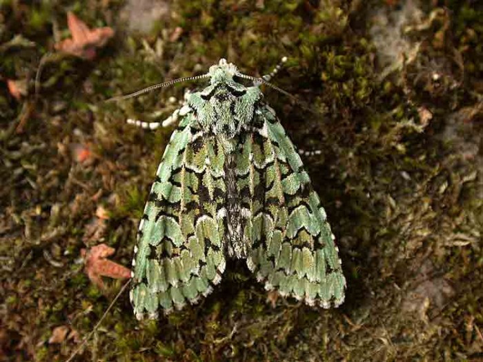 Merveille du Jour - Noctuidae - Griposia aprilina