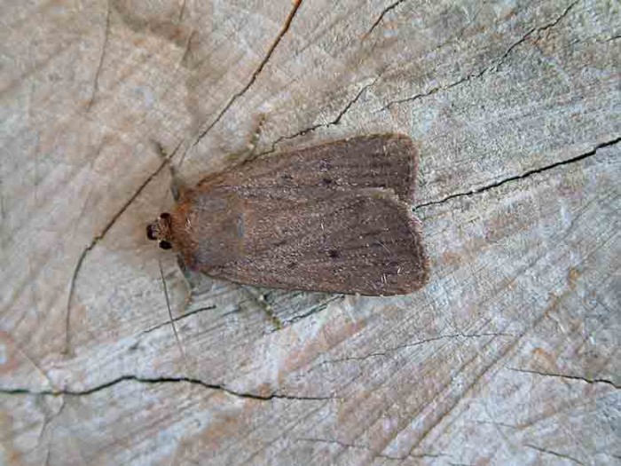 73.064 BF2299 - Mouse Moth - Noctuidae - Amphipyra tragopoginis