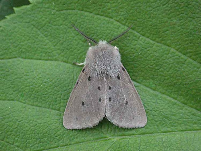 Muslin Moth - Erebidae - Diaphora mendica