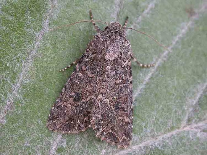 The Nutmeg - Noctuidae - Anarta trifolii