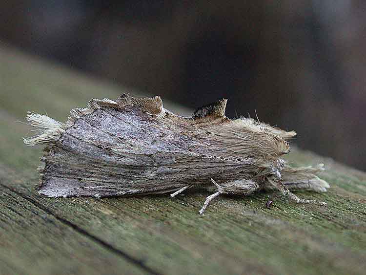 Pale Prominent - Notodontidae - Pterostoma palpina