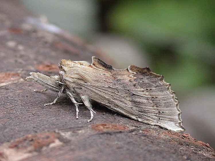 Pale Prominent - Notodontidae - Pterostoma palpinaPale Prominent - Notodontidae - Pterostoma palpina