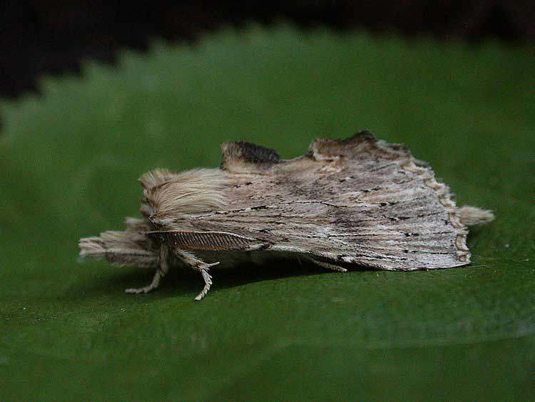 Pale Prominent - Notodontidae - Pterostoma palpina