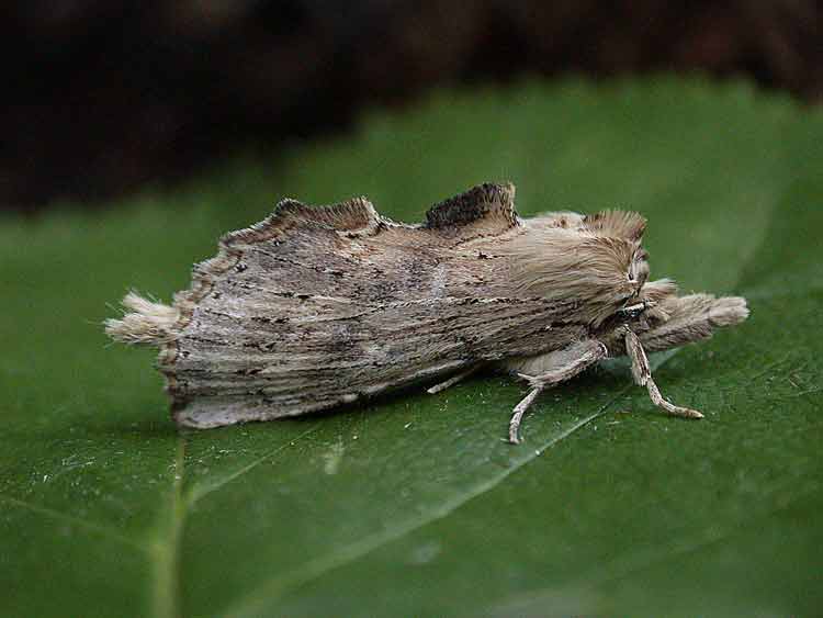 Pale Prominent - Notodontidae - Pterostoma palpina