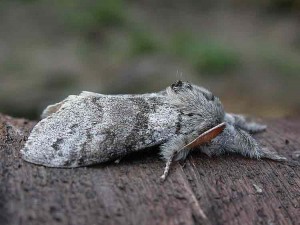 Pale Tussock - Erebidae - Calliteara pudibunda