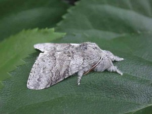 Pale Tussock - Erebidae - Calliteara pudibunda