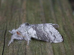 Pale Tussock - Erebidae - Calliteara pudibunda