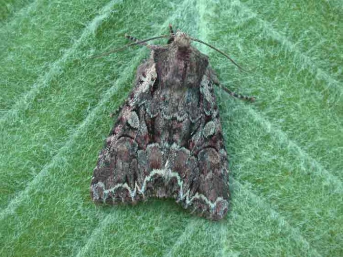 Pale-shouldered Brocade - Noctuidae - Lacanobia thalassina