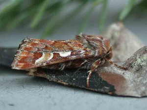 Pine Beauty - Noctuidae - Panolis flammea