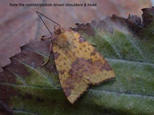 Pink-barred Sallow - 12th October 2006 - Melbourne- Tony Davison