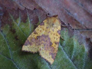 Pink-barred Sallow - 12th October 2006 - Melbourne- Tony Davison