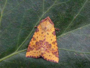 Pink-barred Sallow - Melbourne - Tony Davison