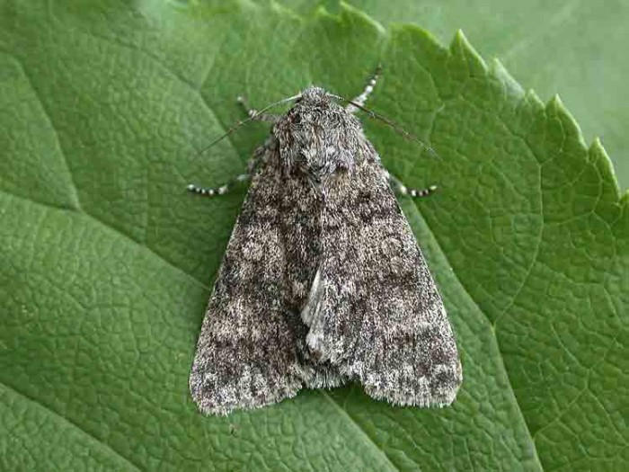 73.046 BF2278 - Poplar Grey - Noctuidae - Subacronicta megacephala