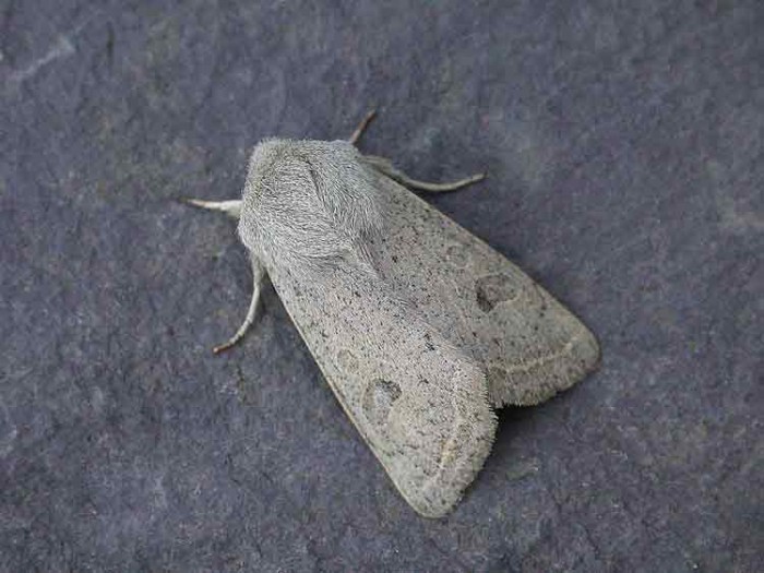 Powdered Quaker - Noctuidae - Orthosia gracilis