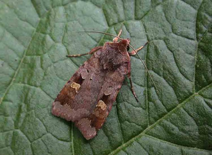 Purple Clay - Noctuidae - Diarsia brunnea