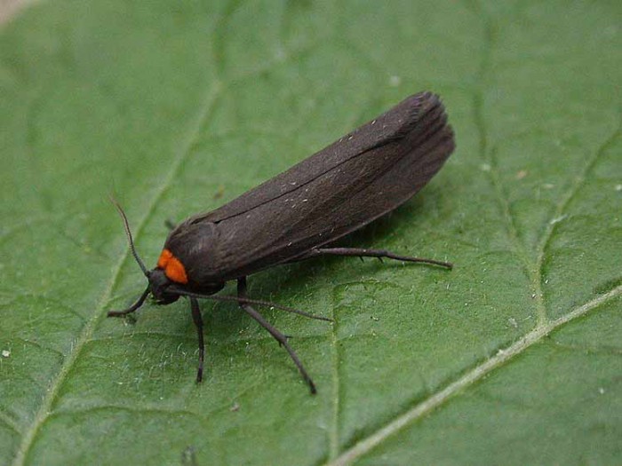 Red-necked Footman - Erebidae - Atolmis rubricollis