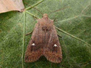 Satellite - Noctuidae - Eupsilia transversa