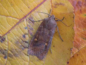 Satellite - Noctuidae - Eupsilia transversa