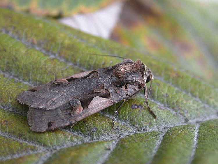 Setaceous Hebrew Character - Noctuidae - Xestia c-nigrum