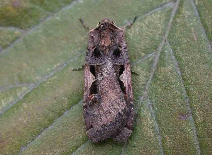 Setaceous Hebrew Character - Noctuidae - Xestia c-nigrum