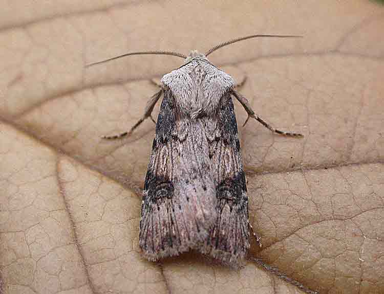 Shuttle-shaped Dart - Agrotis puta