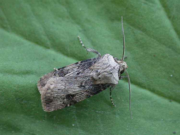 Shuttle-shaped Dart - Agrotis puta