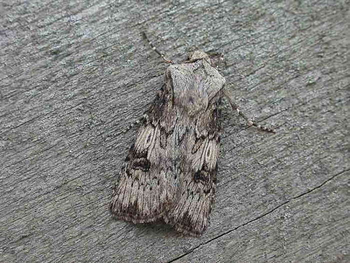 Shuttle-shaped Dart - Agrotis puta
