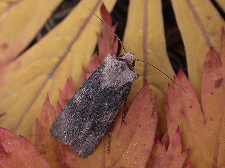 Shuttle-shaped Dart - Agrotis puta