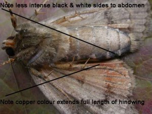 73.063 BF2298 - Svensson's Copper Underwing - Noctuidae - Amphipyra berbera