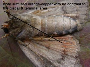 73.063 BF2298 - Svensson's Copper Underwing - Noctuidae - Amphipyra berbera