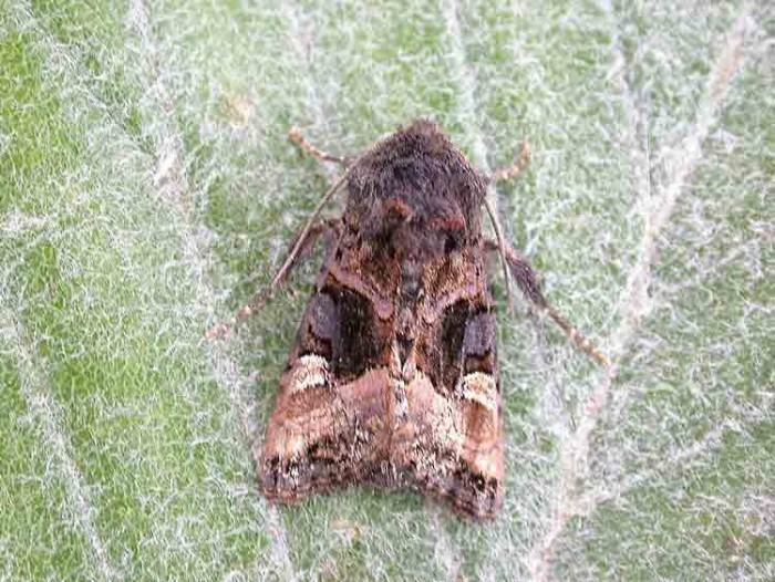 73.114 BF2305 - Small Angle Shades - Noctuidae - Euplexia lucipara