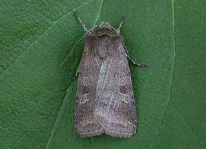 73.334 BF2123Small Square-spotDiarsia rubi