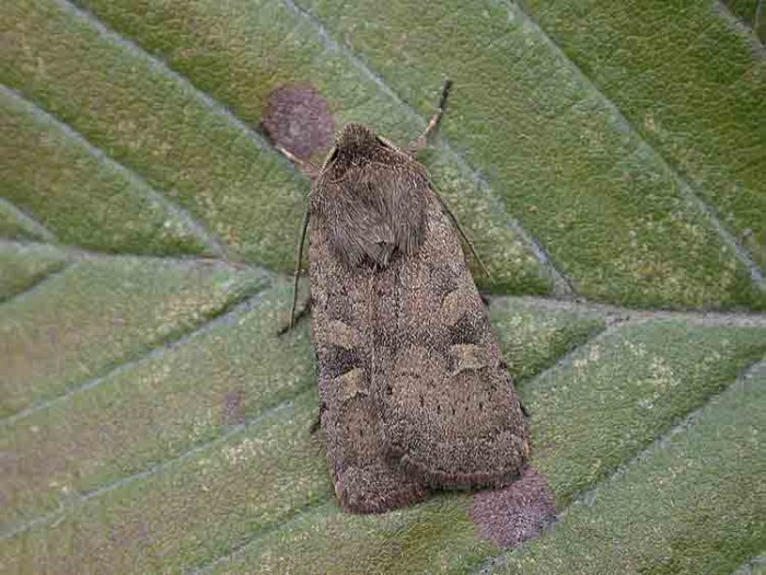 Square-spot-Rustic