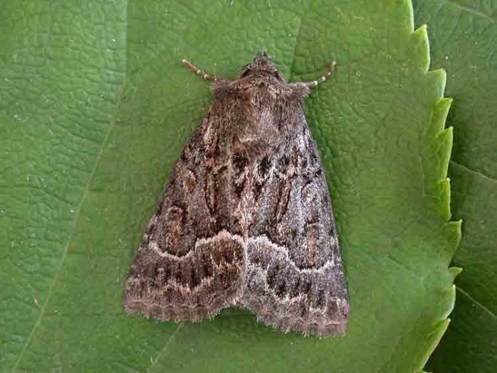 73.109 BF2303 - Straw Underwing - Noctuidae - Thalpophila matura