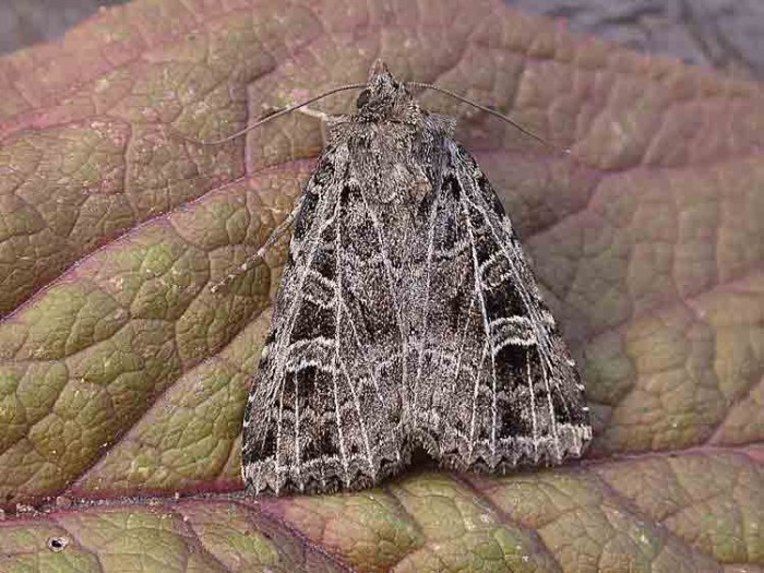 The Gothic - Noctuidae - Naenia typica