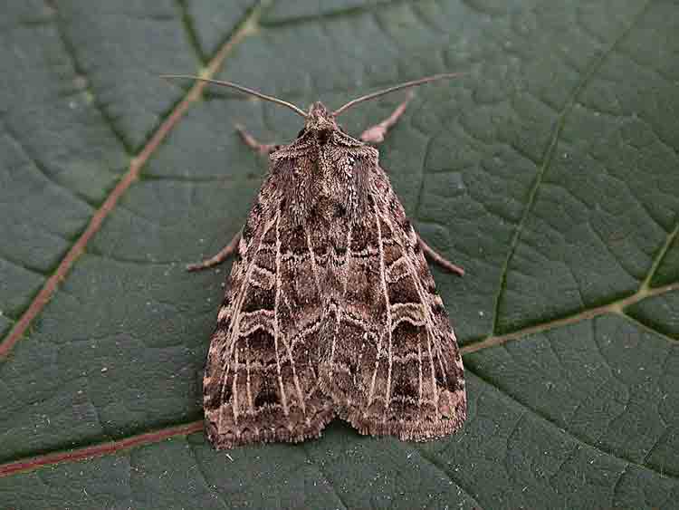 The Gothic - Noctuidae - Naenia typica