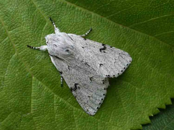 73.040 BF2280 - The Miller - Noctuidae - Acronicta leporina